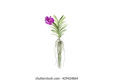 Botanical Drawing Thyme Watercolor Beautiful Illustration Stock