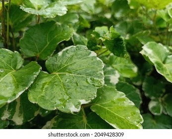 Shield Aralia Plum Images Stock Photos Vectors Shutterstock