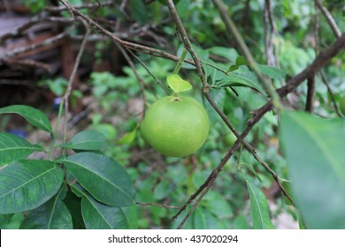 Vagina Branch Tree Images Stock Photos Vectors Shutterstock