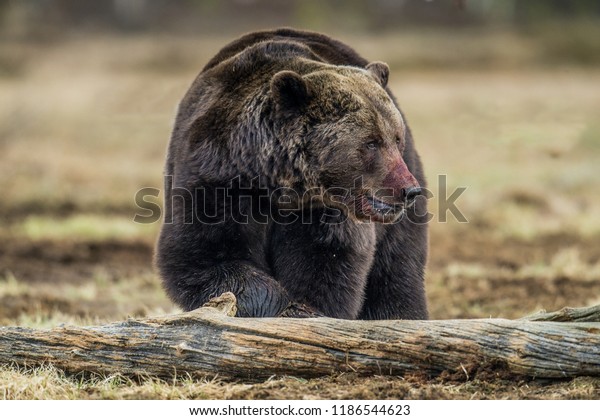 Portrait Adult Brown Bear Bloodstained Muzzle Stock Photo 1186544623