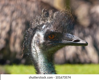 Portrait Emu Largest Native Bird Australia Shutterstock