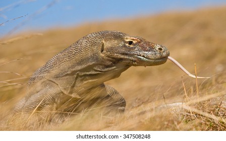 Portrait Komodo Dragon Closeup Indonesia Komodo Stock Photo Edit Now