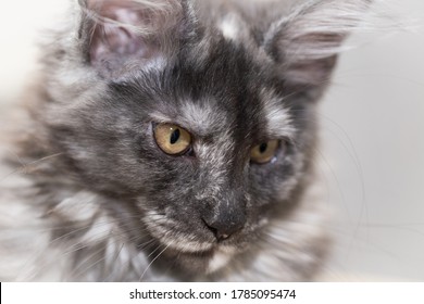 Portrait Maine Coon Cat Muzzle Large Stock Photo 1785095474 Shutterstock