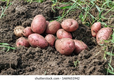 Potato Plant Tubers Digging Ground Stock Photo Edit Now