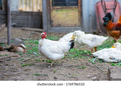 Poultry Yard Naked Neck Breed Chicken Stock Photo 1769786510 Shutterstock