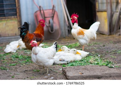 Poultry Yard Naked Neck Breed Chicken Stock Photo Shutterstock