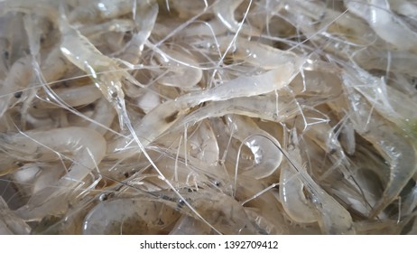 Fresh Water Prawns Images Stock Photos Vectors Shutterstock