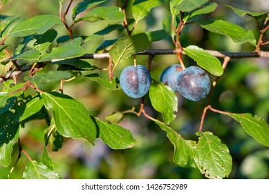 Prunus Spinosa Blackthorn Sloe Fruits Blackthorn Stockfoto