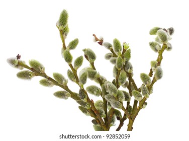 Pussy Willow Branches Stock Photo Shutterstock