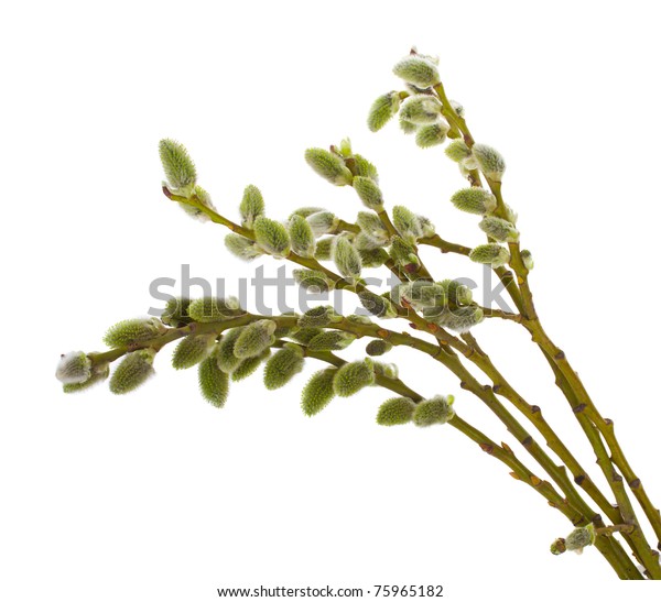 Pussy Willow Branches Stock Photo Shutterstock