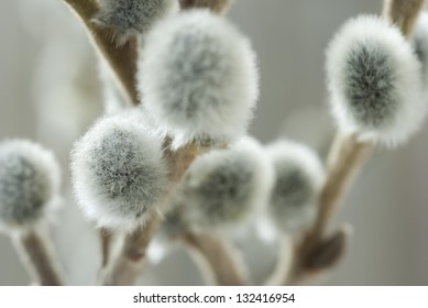 Photo De Stock Pussy Willow Buds 172090682 Shutterstock