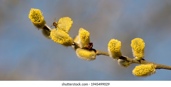 Pussy Willow Cats One Symbols Spring Stock Photo Shutterstock