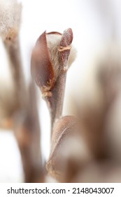 Pussy Willow Closed Bud Branches Vertical Stock Photo 2148043007