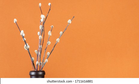 Pussy Willow Sunday Palm Sunday Feast Stock Photo Shutterstock