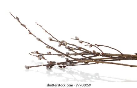 Pussy Willow Twigs Isolated On White Stock Photo 97788059 Shutterstock