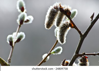 Pussy Willow Twigs Spring Stock Photo Edit Now 24809758