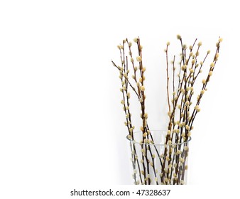 Pussy Willows Branches Ina Glass Vase Stock Photo Shutterstock