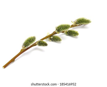 Pussy Willows Branches On White Background Stock Photo 185416952