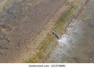 Qinghai Lake Naked Carp Migration Stock Photo Shutterstock