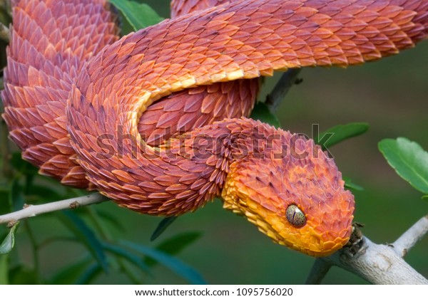 Red Bush Viper Atheris Squamigera Tree Stock Photo Edit Now