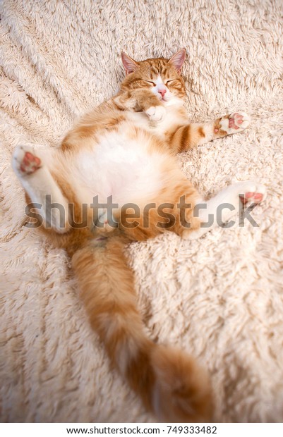 Red Cat Lying On Bed Home Stock Photo Edit Now