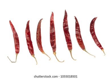 Red Seaweedkelp Algaecoral Ocean Watercolor Hand Stock Illustration