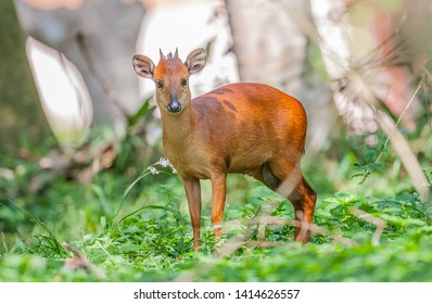 Duiker Buck Images Stock Photos Vectors Shutterstock