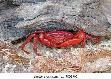 Red Land Crab Phricotelphusa Limulamale One Stock Photo Edit Now