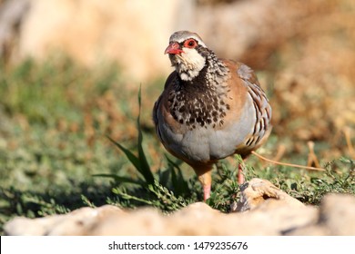 Red Legged Partridge Alectoris Rufa Partridge Stock Photo