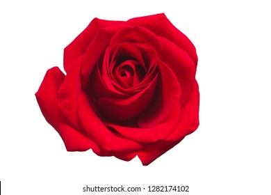 Red Rose Isolated On White Background Stock Photo Edit Now 379634704