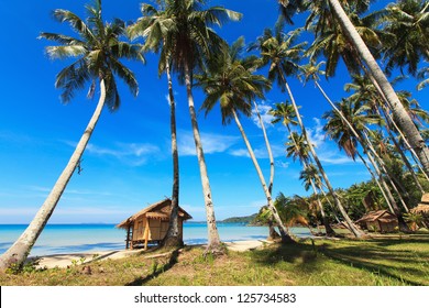 Reed Hut On Sandy Beach Coconut Stock Photo Shutterstock