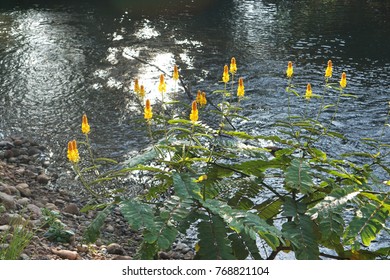 Ringworm Bush Senna Alata Tree Growth Stock Photo 768821104 Shutterstock