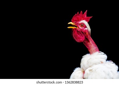 Naked Neck Rooster Images Stock Photos Vectors Shutterstock