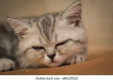 Sad Cat Stock Photo Shutterstock