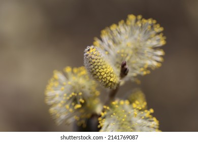 Salix Discolor American Pussy Willow Glaucous Stock Photo 2141769087