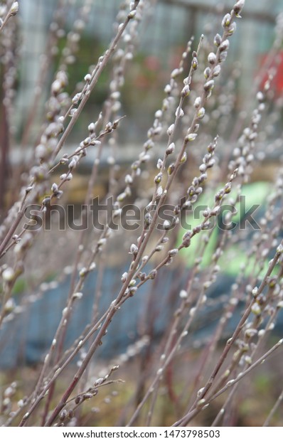 Salix Discolor Glaucous Willow Pussy Willow Stock Photo