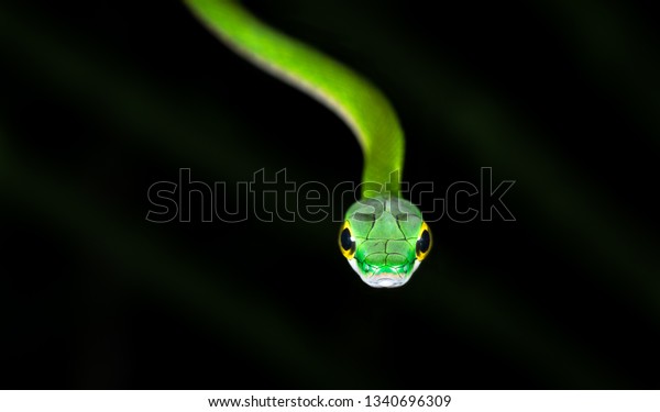 Satiny Parrot Snake Leptophis Depressirostris Night Stock Photo