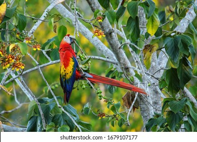 Scarlet Macaw Ara Macao Eating Fruit Stock Photo Shutterstock