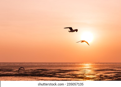 Seagull Birds Flying Sunset Over Sea Stock Photo Shutterstock