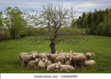 229 Sheep Naked Stock Photos Images Photography Shutterstock