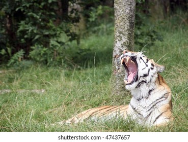 Siberian Tiger Yawning Stock Photo Shutterstock