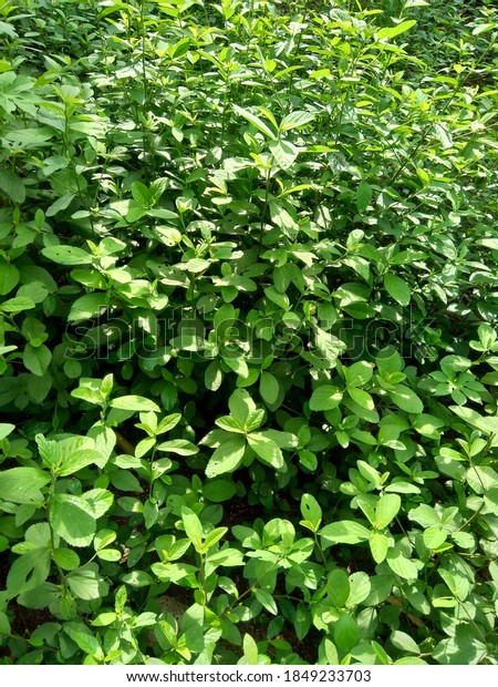 Sida Rhombifolia Arrowleaf Sida Malva Rhombifolia Rhombus Leaved