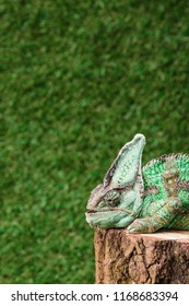 Side View Beautiful Bright Tropical Reptile Stock Photo 1168683394