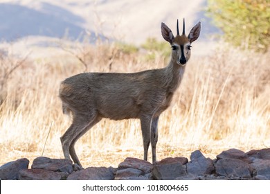 167 Duiker Buck Images Stock Photos Vectors Shutterstock