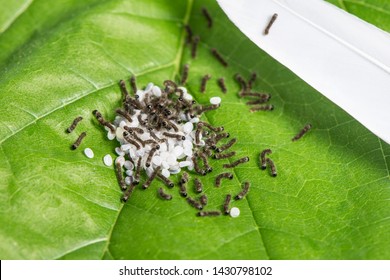 Silkworm Images Stock Photos Vectors Shutterstock