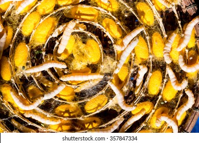 Silkworm Yellow Cocoon Life Cycle Silkworm Stock Photo Edit Now 362551271