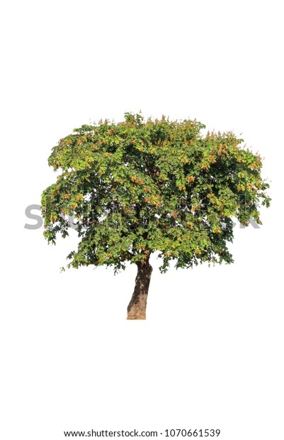 Sindora Siamensis Tropical Tree Northeast Thailand Stock Photo