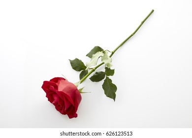 Single Beautiful Red Rose Isolated On Stock Photo Shutterstock