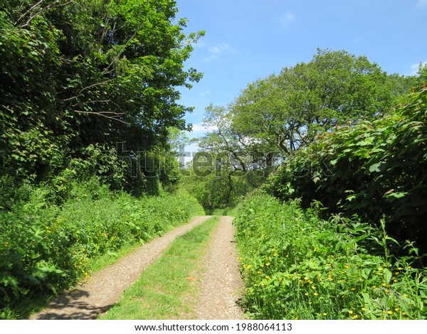 Single Lane Country Road Devon Showing Stock Photo 1988064113