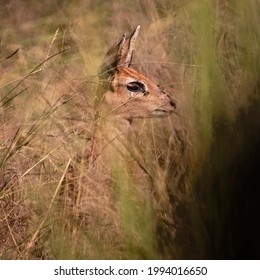 167 Duiker Buck Images Stock Photos Vectors Shutterstock